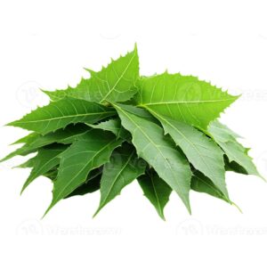 Neem dried leaves