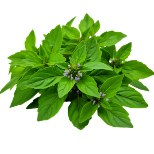 Dehydrated Holy Basil TulsiLeaves