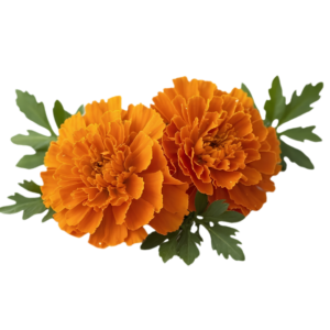 Dehydrated Marigold Petals