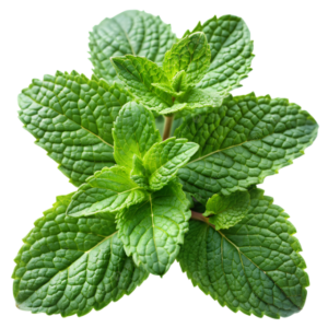Dehydrated Mint Leaves