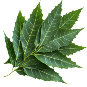 Dehydrated Neem Leaves